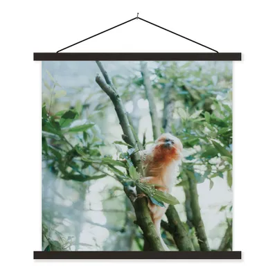 Produktbild von MuchoWow® Textilposter Zwergseidenäffchen im Baum 60x60 cm mit schwarzem Rahmen - Posteraufhänger