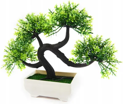 Zdjęcie produktu dla Drzewko Bonsai Roślina Ozdobna 20Cm Różne Kolory
