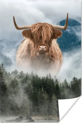 Produktbild von MuchoWow® Poster Nebel - Schottische Hochlandrind - Berge 80x120 cm - Papierdruck