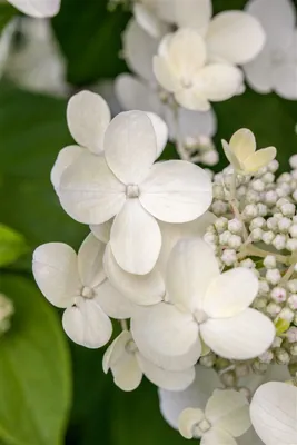 Produktbild von Hydrangea macrophylla 'Teller White', Hortensie, weiß, 30–40 cm