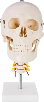 Produktbild von Schädel Halswirbelsäule Anatomie Modell Skelett Lebensgroß Anatomisches Model Totenkopf Schädelmodell Menschlicher Kopf Skull Schaedel auf Ständer MedMod