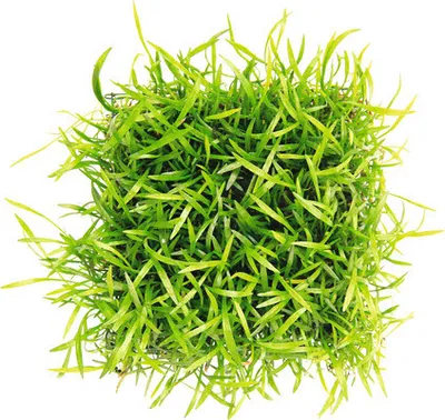 Produktbild von Löffelgras als Pad - Lilaeopsis brasiliensis