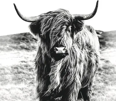 Produktbild von Giclée Leinwandbild Highland Cattle 100x100 cm