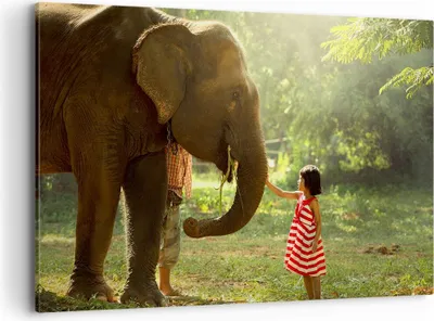 Produktbild von Bild auf Leinwand - Leinwandbild - Elefant Tier - 120x80cm - Wand Bild - Wanddeko - Wandbilder - Leinwanddruck - Bilder - Kunstdruck - Wanddekoration - Leinwand bilder - Wandkunst - AA120x80-3884