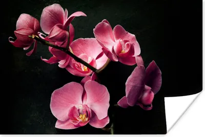 Produktbild von MuchoWow® Poster Pflanzen - Orchidee - Blumen - Rosa 180x120 cm - Fotoplakat