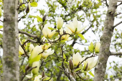 Zdjęcie produktu dla Magnolia 'Honey Tulip', Magnolia, miodowożółta, 60-80 cm
