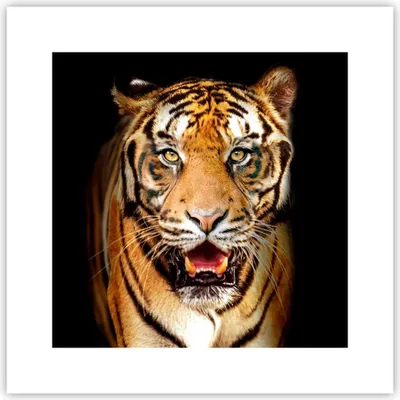 Produktbild von Poster - Poster ohne Rahmen - tiger tier - 30x30 cm - Wand Bild - Wanddeko - Wandbilder - Kunstposter - Wandposter - Bilder - Kunstdruck - Wanddekoration - Wandbild - P2XAC30x30-4103