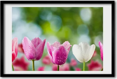 Produktbild von Bild 60x40 MDF-Rahmen, Wandkunst Tulpen