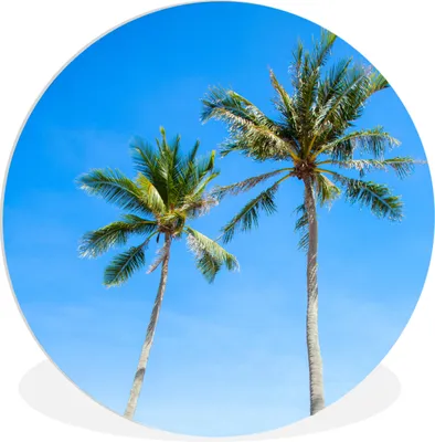Produktbild von MuchoWow® Rundes Wandbild - Runde Bilder Palme - Sommer - Tropisch Ø 60 cm Kreis Wanddekoration Kunststoff - Wandkreis - Wandschmuck - Wand Kreis - Das Schlafzimmer - Die Bilder - Wandmalerei - Kunst für das Haus - das Plastik