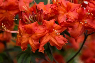 Produktbild von Rhododendron luteum 'Balzac', gelb, 40–50 cm