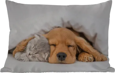 Produktbild von MuchoWow® Outdoor Kissen - Haustiere - Hund - Katze - Decke - 60x40 cm - Wetterfest - Lounge Kissen - Zierkissen - Kissen für Innenräume