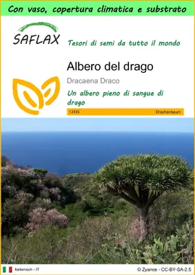 Immagine prodotto di SAFLAX Garden to go - Albero del drago - 5 semi - Dracaena