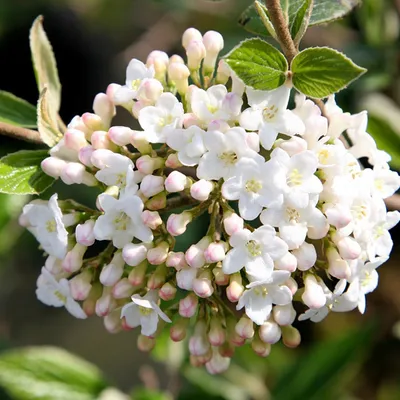 Immagine prodotto di 2 x Osterschneeball - Viburnum burkwoodii | 40-60 cm in contenitore