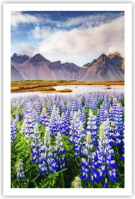 Produktbild von Poster - Poster ohne Rahmen - Berge Wiese Blumen - 61x91,5 cm - Wand Bild - Wanddeko - Wandbilder - Kunstposter - Wandposter - Bilder - Kunstdruck - Wanddekoration - Wandbild - P2XPA61x91-4114