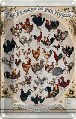 Produktbild von vianmo Blechschild 18x12 cm Geflügelart the poultry of worls Dekoration