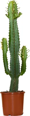 Zdjęcie produktu dla Bloomique - Euphorbia Acrurensis - Wilczy Mniszek - Kaktus kowbojski - Roślina kaktusowa - Rośliny doniczkowe - Wysokość 60-70 cm - Doniczka 17 cm