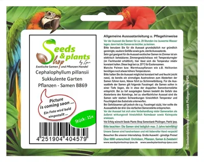 Produktbild von 15x Cephalophyllum pillansii Sukkulente Garten Pflanzen - Samen B869