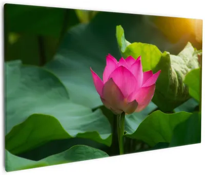 Produktbild von Wallario Premium Leinwandbild Pinke Lotosblüte im Sonnenschein in Größe 60 x 90 cm