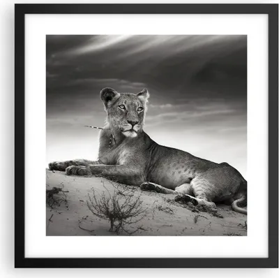 Produktbild von Gerahmtes Poster - Schwarzer Rahmen - Tierwelt weiblich katze Tier - 40x40 cm - Wand Bild - Wanddeko - Wandbilder - Wandposter - Bilderrahmen - Bilder - Kunstdruck - Wandbild - P2BAC40x40-3165
