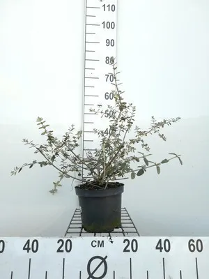 Obrázok produktu pre Teucrium fruticans - Fialka krovitá 30- 40 cm - Kontajner