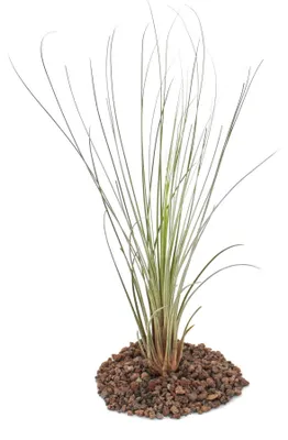 Obrázek produktu pro Tillandsia juncea - vo?ne rastúca rastlina - ve?ká