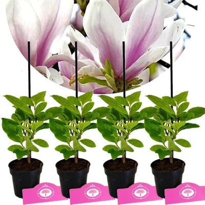 Obrázok produktu pre Sada 4 ks Magnolia soulangeana – bobrovník – výška 25 cm – 9 cm kvetináč