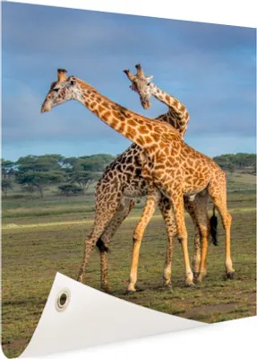 Produktbild von Gartenposter - 40x60 cm - Donating giraffes  - Modernes Wandbilder - Wild Tierposter