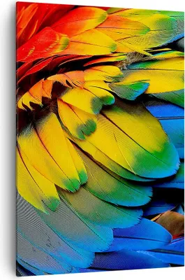 Produktbild von Bild auf Leinwand - Leinwandbild - Einteilig - Feder Papagei Vogel - 70x100cm - Wand Bild - Wanddeko - Wandbilder - Leinwanddruck - Wanddekoration - Leinwand bilder - Wandbild - PA70x100-3428