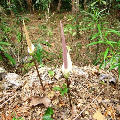 Zdjęcie produktu dla Amorofal (Amorphophallus variabilis)  – 1 wykiełkowane nasiono
