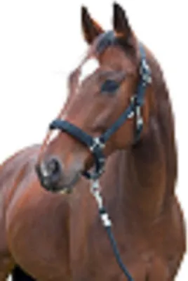 Produktbild von Kerbl Halfter Dexter mit Fleeceunterlage Foal 328654