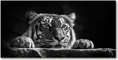Produktbild von Tulup® Glas-Bild - 100x50 -Wandkunst - Wandbild hinter gehärtetem Sicherheitsglas  - Tiere - Tiger - Schwarzweiß