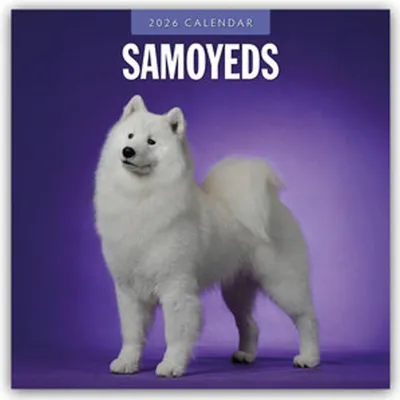Immagine prodotto di Samoyeds 2026 Square Wall Calendar – Lingua: Inglese