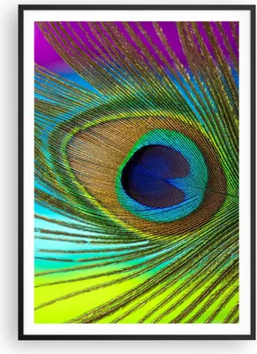 Produktbild von Gerahmtes Poster - Schwarzer Rahmen - Pfauen Federn Regenbogen - 70x100 cm - Wand Bild - Wanddeko - Wandbilder - Kunstposter - Wandposter - Bilderrahmen - Bilder - Kunstdruck - P2BPA70x100-4385