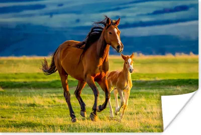 Produktbild von MuchoWow® Poster Pferde - Gras - Tiere - Landschaft - Natur 180x120 cm - Fotoplakat