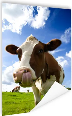 Produktbild von MuchoWow® Poster Kuh - Bauernhof - Gras 80x120 cm - Papierdruck