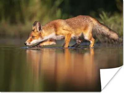 Produktbild von MuchoWow® Poster Fuchs - Jagd - Wasser 120x90 cm - Wandbild
