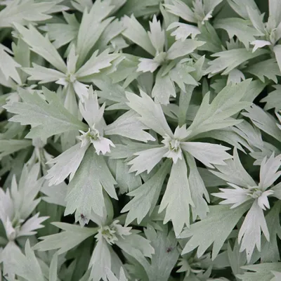 Produktbild von 6 x Silbriger Beifuß  - Artemisia ludoviciana 'Valerie Finnis'  | Topf 9cm x 9cm