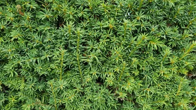 Image de Taxus baccata / If commun