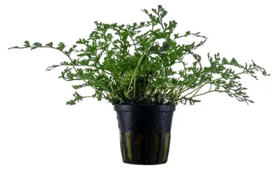 Produktbild von Aquarium Pflanze Aquariumpflanze Bolbitis heteroclita difformis AquaOne Nr.306