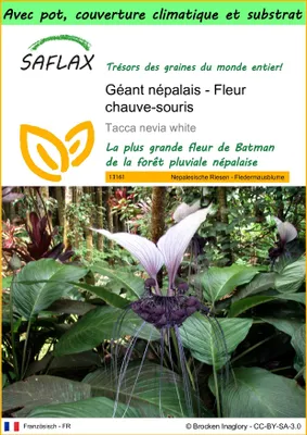 Image de SAFLAX Garden to go - Géant népalais - Fleur chauve-souris - 10 graines - Tacca