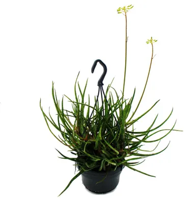 Produktbild von Spinnen-Aloe - Aloe bakeri - hängende Pflanze im 14cm Ampeltopf