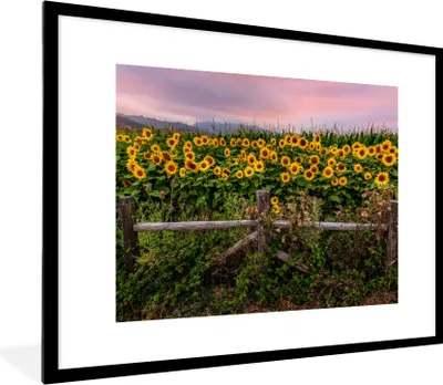 Produktbild von MuchoWow® Gerahmtes Poster Sonnenblume - Blumen - Pflanzen 80x60 cm - Poster mit Schwarzem Bilderrahmen Wandposter Rahmen Foto Bilder - Schlafzimmer-Dekorationen - Fotoposter
