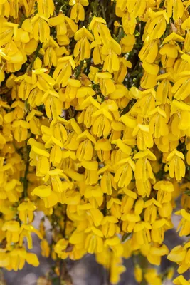 Produktbild von Cytisus scoparius 'Lunagold', Besenginster, goldgelb, 60–80 cm