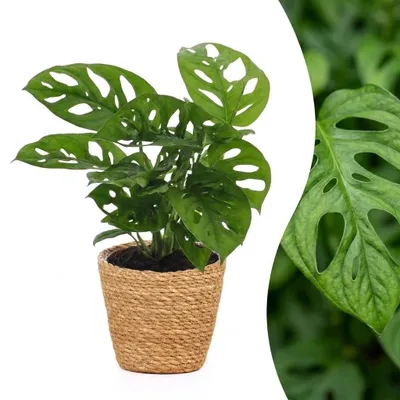 Image de Monstera Adansonii - Rhaphidophora Tetrasperma - avec panier - 25cm - Ø12cm