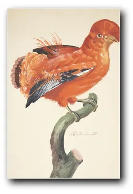 Produktbild von Kunstdruck „Klippehane“ von Johan Christian Ernst Walter – 40 x 60 cm – ungerahmt