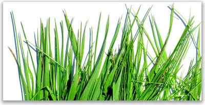 Produktbild von Tulup Leinwand-Bilder 140x70 Wandbild Canvas Kunstdruck Gras Pflanzen