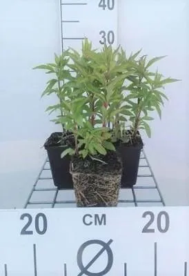 Produktbild von 6 x  Eupatorium cannabinum - Wasserdost - Topf 9 x 9 cm