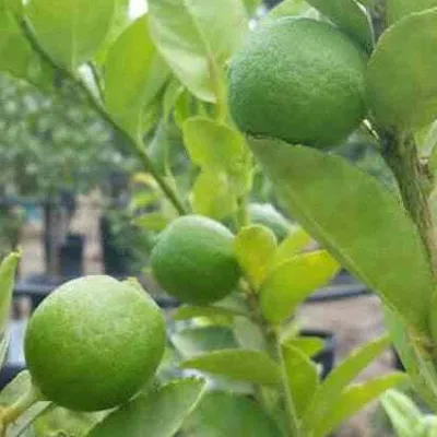 Produktbild von Bakker.com - Echte Limette, Der topf / Ø 9cm / Lieferhöhe 25-35cm