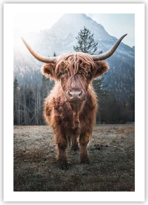 Produktbild von Poster - Poster ohne Rahmen - Scotch Kuh Weide - 50x70 cm - Wand Bild - Wanddeko - Wandbilder - Kunstposter - Wandposter - Bilder - Kunstdruck - Wanddekoration - Wandbild - P2XPA50x70-5188