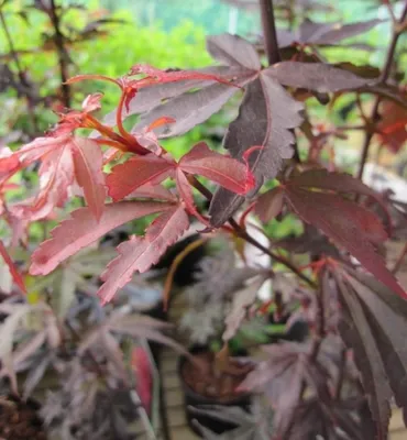 Produktbild von Ahorn palmatum Skeeters Broom - Japanischer Fächerahorn 40-60